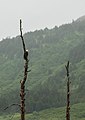 Blankkapa maraglo (Haliaeetus leucocephalus) en Anchorage
