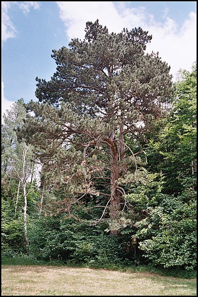 File:Černá borovice u Líbala.jpg