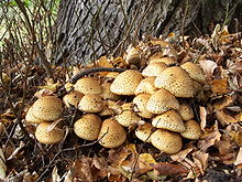 uskwiak nastroszony (Pholiota squarrosa) .jpg