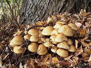 Pholiota squarrosa