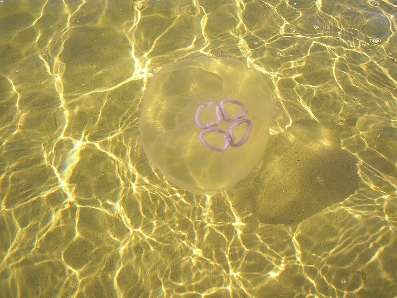 File:Нашествие медуз в Белом море5.jpg