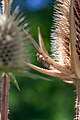 * Nomination: Dolycoris baccarum at Dipsacus plant in Tashkent botanical garden. Yunusabad District, Tashkent, Uzbekistan. By User:ElenaLitera --Красный 04:34, 3 June 2024 (UTC) * * Review needed