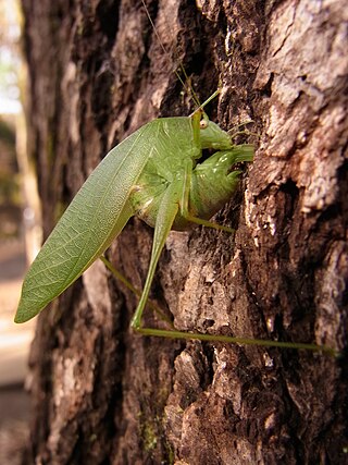 <i>Holochlora japonica</i> Species of cricket-like animal