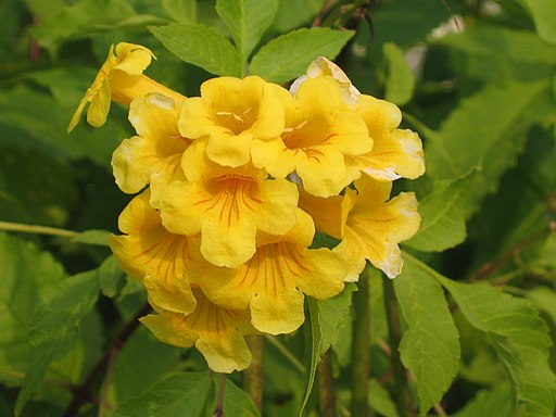 黃鐘花 Tecoma stans -香港南昌公園 Nam Cheong Park, Hong Kong- (9213351109)