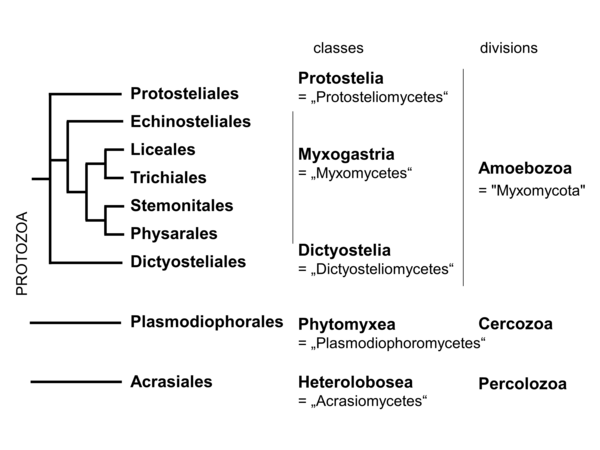 Phylogeny, protistean fungi, slime molds, Myxomycota and other groups (diagram by M. Piepenbring)