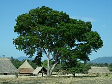 Manapiare Municipality 12892-Hymenaea courbaril-Cacuri.JPG