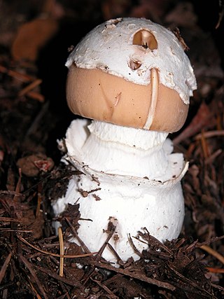 <i>Amanita breckonii</i> Species of fungus