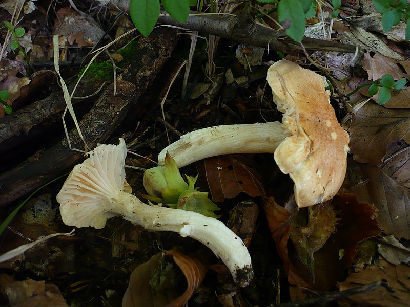 File:2007-09-14 Hygrophorus lindtneri M.M. Moser 206434.jpg