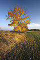 zwischen Apfelsee und Parsteinsee