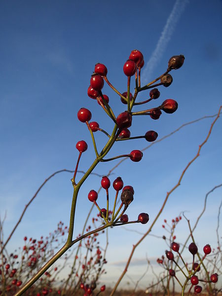 File:20131209Rosa multiflora Reilingen4.jpg