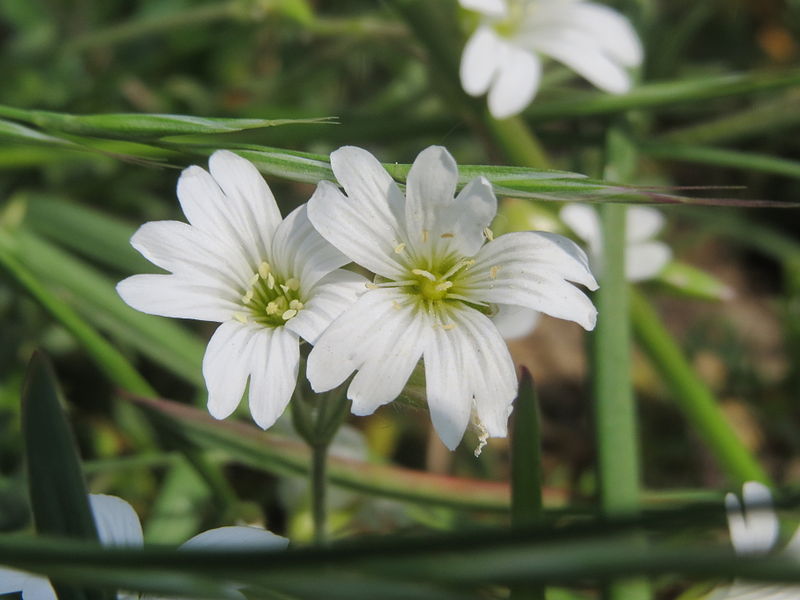 File:20140419Cerastium arvense5.jpg