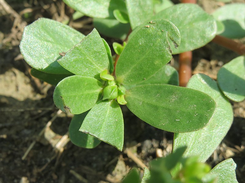 File:20140802Portulaca oleracea2.jpg