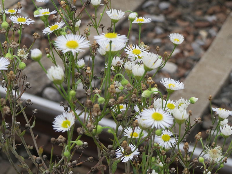 File:20140810Erigeron annuus2.jpg