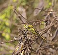 Großer Blaupfeil - Orthetrum cancellatum, Weibchen