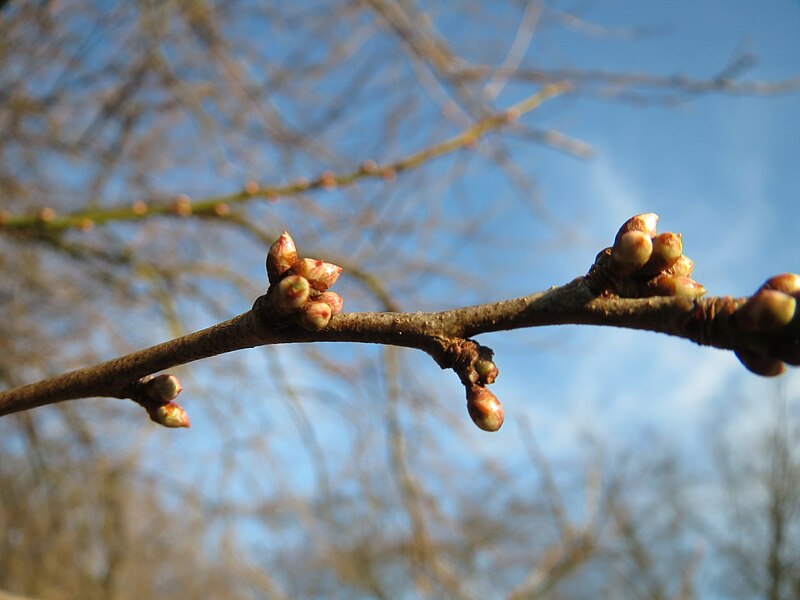 File:20150214Prunus cerasifera2.jpg