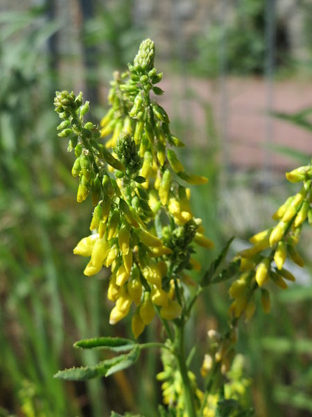 File:20150603Melilotus officinalis.jpg