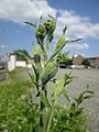 Bruchmühlbach-Miesau, Juni 2018