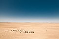 * Nomination A goat herder, possibly Qashqai, with his flock in the semi-arid (semi-desert) steppe region of Pasargad County, Fars Province, Iran. --Lrkrol 14:20, 2 October 2022 (UTC) * Promotion  Support Great photo. --Mahtamsv 21:42, 3 October 2022 (UTC)