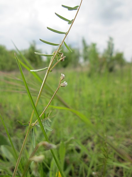 File:20190505Vicia hirsuta.jpg