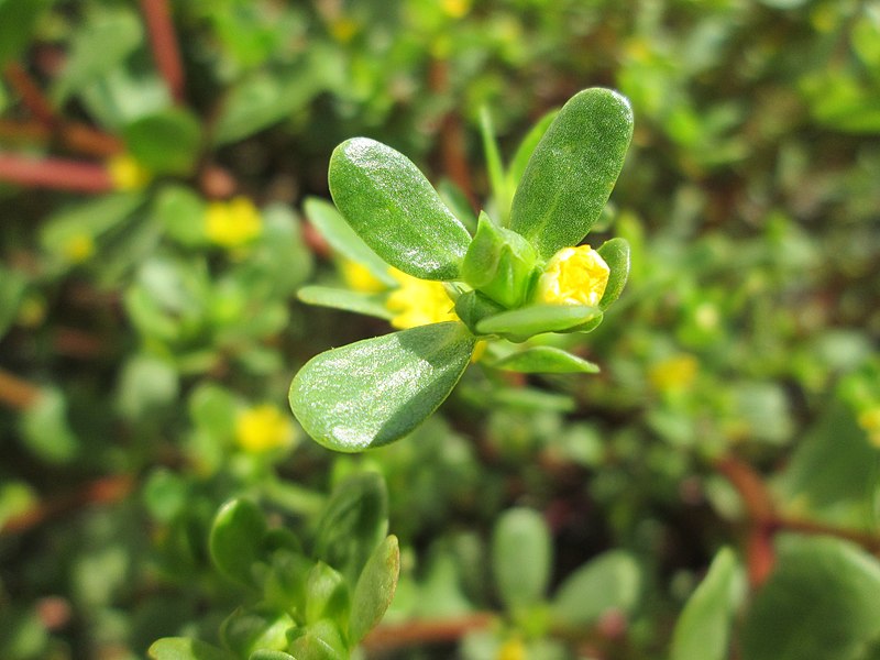 File:20190824Portulaca oleracea3.jpg