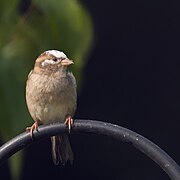 20231001 house sparrow with incomplete leucism.jpg