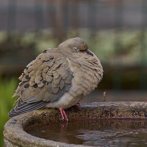 File:20240405 mourning dove casa PD207112.jpg