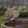 Thumbnail for File:20240405 mourning dove casa PD207112.jpg