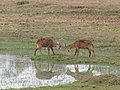 2 Deers.jpg