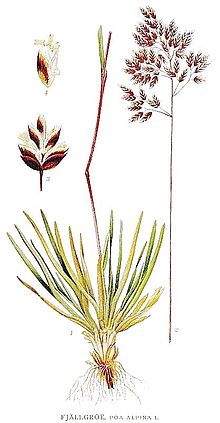 Illustration Poa alpina