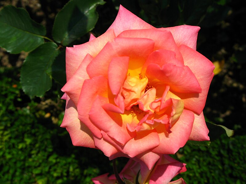 File:4545 - Bern - Rosengarten - Hybrid Tea.JPG