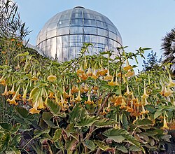 99922 jerusalem - the botanical garden PikiWiki Israel.jpg