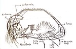 Thumbnail for Acetabulastoma arcticum