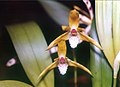 A and B Larsen orchids - Maxillaria picta 511-8.jpg