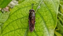 A black soldier fly on a crape jasmine leaf, in West Bengal, India A black soldier fly (Hermetia illucens) on a crape jasmime leaf.jpg