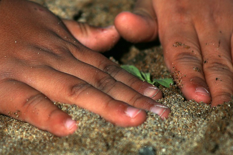 File:A child's hands smooth the sand around a newly planted coastal dune plant. (32297799033).jpg