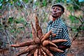A farmer holding cassava