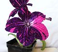 园艺种'fantasy'花色, Streptocarpus 'DS-Little Plushy Arctic Fox'