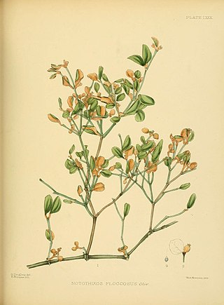 <i>Notothixos</i> Genus of mistletoes