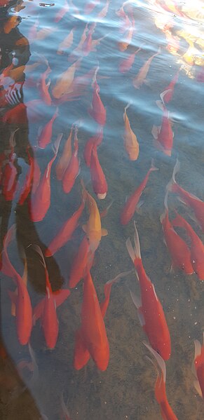 File:A shoal of goldfish in the pond of Petah Tikva park - 02.jpg