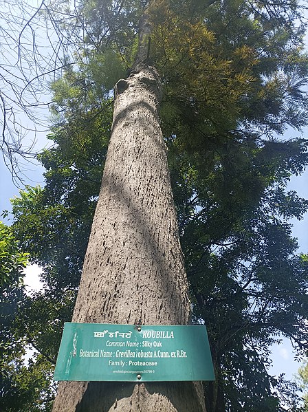 File:A tree of Koubilla (Grevillea robusta) species growing inside the Kangla fort in Imphal, Kangleipak (Manipur).jpg