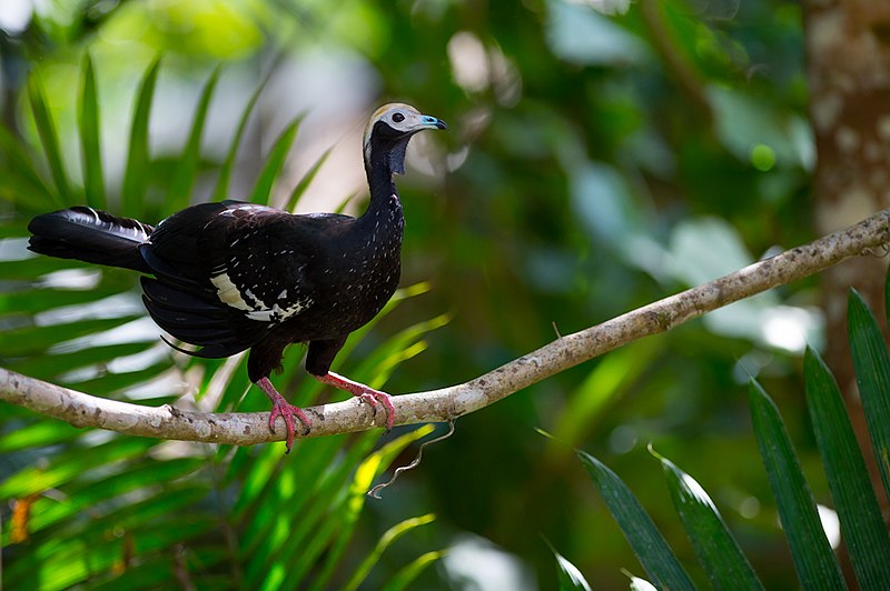 File:Aburria cumanensis, Blue-throated Piping-guan.jpg