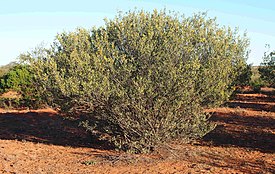 Acacia kempeana shrub.jpg