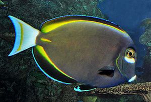 Acanthurus nigricans SI.jpg