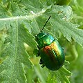 Acaster South Ings 8 July 2021 (96).JPG