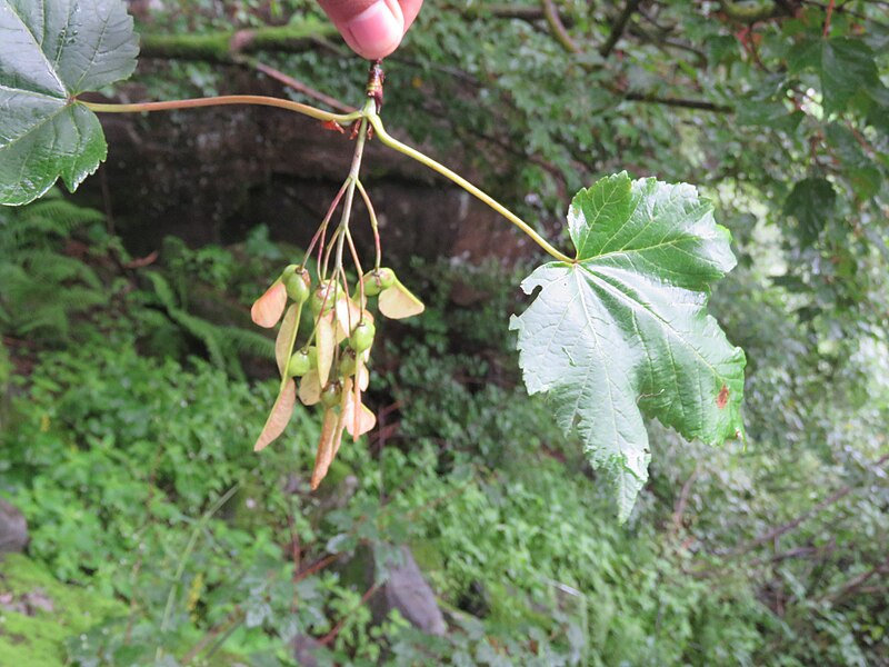 File:Acer acuminatum - Tapering Leaf Maple on way from Gangria to Hemkund at Valley of Flowers National Park - during LGFC - VOF 2019 (9).jpg