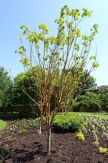 Acer x conspicuum 'Phoenix' - Savill Garden - Windsor Great Park, England - DSC05956.jpg