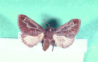 <i>Acharia</i> (moth) Genus of moths