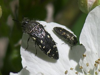 <i>Acmaeodera ornata</i> Species of beetle