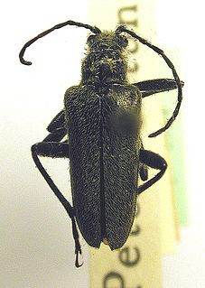 <i>Acmaeops smaragdula</i> Species of beetle
