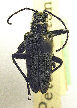 Acmaeops smaragdulus